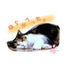 野良猫と洋猫たち（個別スタンプ：7）