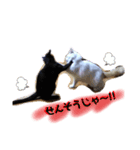 野良猫と洋猫たち（個別スタンプ：8）