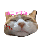 モフモフシリーズ①（個別スタンプ：2）