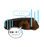 のだもこスタンプ3（個別スタンプ：5）