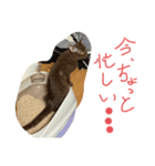 チピスタンプ（個別スタンプ：5）
