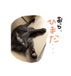 チピスタンプ（個別スタンプ：6）