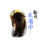 チピスタンプ（個別スタンプ：7）