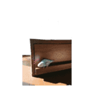 cooーchan（個別スタンプ：7）