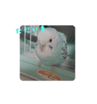 cooーchan（個別スタンプ：8）