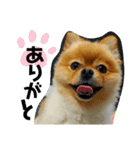 ポメのシンバ君（個別スタンプ：1）