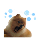 ポメのシンバ君（個別スタンプ：3）