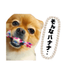 ポメのシンバ君（個別スタンプ：4）
