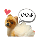 ポメのシンバ君（個別スタンプ：5）