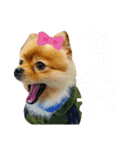 ポメのシンバ君（個別スタンプ：7）