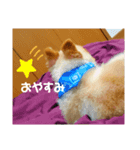 ポメのシンバ君（個別スタンプ：8）