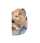 ネザーのみみちゃん（個別スタンプ：7）