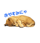 つよちゃんの写真スタンプ（個別スタンプ：1）