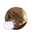つよちゃんの写真スタンプ（個別スタンプ：4）