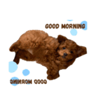 choco'choco（個別スタンプ：1）