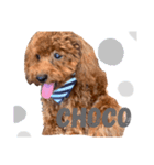 choco'choco（個別スタンプ：7）