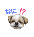 シーズーのこてつ（個別スタンプ：2）