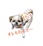シーズーのこてつ（個別スタンプ：5）