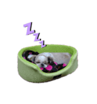 シーズーのこてつ（個別スタンプ：6）