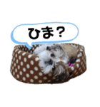 シーズーのこてつ（個別スタンプ：7）