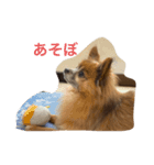 WAONココきち。（個別スタンプ：3）