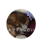WAONココきち。（個別スタンプ：5）