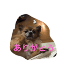 WAONココきち。（個別スタンプ：7）