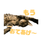 はれもちすたんぷ①〜たまにおともどち〜（個別スタンプ：1）