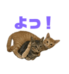 はれもちすたんぷ①〜たまにおともどち〜（個別スタンプ：5）