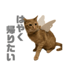 はれもちすたんぷ①〜たまにおともどち〜（個別スタンプ：6）