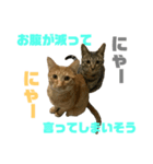 はれもちすたんぷ①〜たまにおともどち〜（個別スタンプ：8）