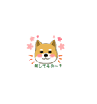 柴のRINさんのあれこれ（個別スタンプ：7）