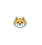 柴のRINさんのあれこれ（個別スタンプ：11）