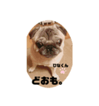 ひなくんから、ひとこと。（個別スタンプ：1）