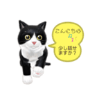 ネコの可愛いあいさつ（個別スタンプ：3）
