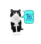 ネコの可愛いあいさつ（個別スタンプ：8）