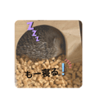 ハリ山トゲ子（個別スタンプ：4）