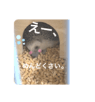 ハリ山トゲ子（個別スタンプ：5）