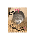 ハリ山トゲ子（個別スタンプ：6）
