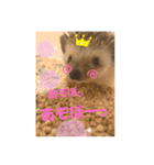 ハリ山トゲ子（個別スタンプ：8）
