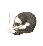 ぼくじゅうざー 02（個別スタンプ：7）