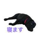 黒ラブ ハロ（個別スタンプ：2）
