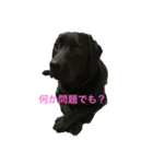 黒ラブ ハロ（個別スタンプ：4）