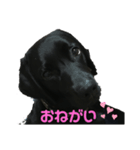 黒ラブ ハロ（個別スタンプ：7）