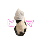 ワカメネコ（個別スタンプ：3）