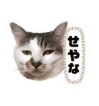 ワカメネコ（個別スタンプ：8）