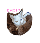ちびタン日記（個別スタンプ：3）