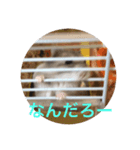 サファイアブルーのいちご（個別スタンプ：4）