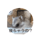 サファイアブルーのいちご（個別スタンプ：5）