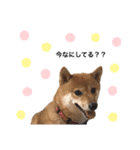 はな ＆ こゆき（個別スタンプ：5）